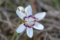 Common Early Nancy - Berringa Sanctuary 