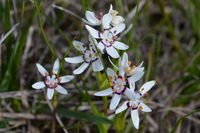 Common Early Nancy - Berringa Sanctuary 