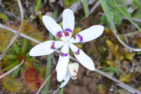 Common Early Nancy - Berringa Sanctuary 