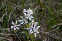 Common Early Nancy - Berringa Sanctuary 