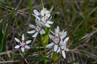 Common Early Nancy - Berringa Sanctuary 