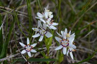 Common Early Nancy - Berringa Sanctuary 