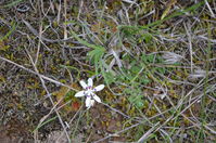 Common Early Nancy - Berringa Sanctuary