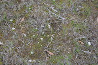 Common Early Nancy - Berringa Sanctuary