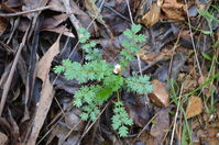 Common Maiden Hair - Berringa Sanctuary 