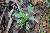 Common Maiden Hair - Berringa Sanctuary 