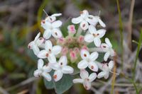 Common Rice Flower - Berringa Sanctuary 