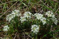 Common  Rice Flower - Berringa Sanctuary