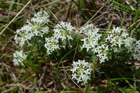 Common  Rice Flower - Berringa Sanctuary