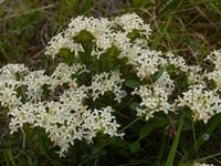 Common Rice Flower - The Block Berringa