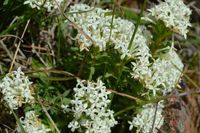 Common Rice Flower - The Block Sanctuary Berringa 