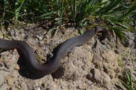 Cooperhead - Berringa Sanctuary