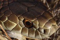 Copperhead - Berringa Sanctuary