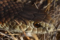 Copperhead - Berringa Sanctuary