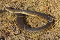 Copperhead - Berringa Sanctuary