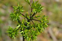 Cotton Fire Weed - The Block Sanctuary Berringa 