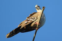 Crested Pigeon - Berringa Sanctuary