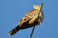 Crested Pigeon - Berringa Sanctuary