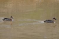 Crested Teal - Berringa Sanctuary