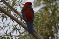 Crimson Rosella - Berringa Sanctuary