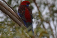 Crimson Rosella - Berringa Sanctuary