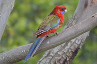 Crimson Rosella - Berringa Sanctuary