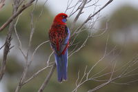 Crimson Rosella - Berringa Sanctuary