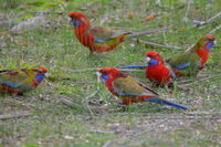 Crimson Rosella - Berringa Sanctuary