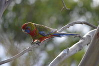 Crimson Rosella - Berringa Sanctuary