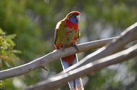 Crimson Rosella - Berringa Sanctuary