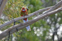 Crimson Rosella - Berringa Sanctuary