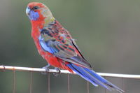 Crimson Rosella - Berringa Sanctuary