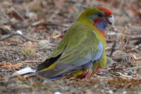 Crimson Rosella - Berringa Sanctuary