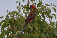 Crimson Rosella - Berringa Sanctuary 