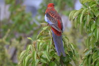 Crimson Rosella - Berringa Sanctuary 