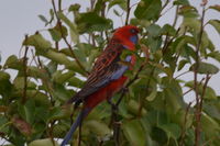 Crimson Rosella - Berringa Sanctuary 