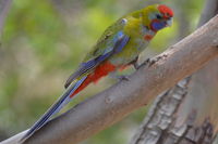 Crimson Rosella - Berringa Sanctuary 