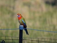 Crimson Rosella - The Block Berringa