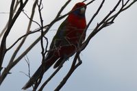 Crimson Rosella - The Block Berringa