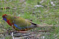 Crimson Rosella - The Block Berringa