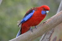 Crimson Rosella - The Block Berringa