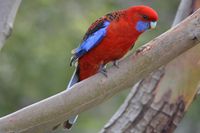 Crimson Rosella - The Block Berringa