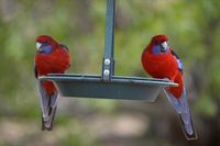 Crimson Rosellas - The Block Berringa