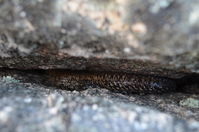 Cunningham Skink - Mt Beckworth