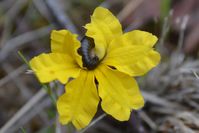 Cut-Leaf Goodenia - Berringa Sanctuary 