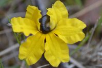 Cut-Leaf Goodenia - Berringa Sanctuary 