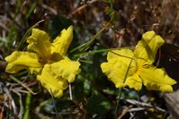 Cut-Leaf Goodenia - Berringa Sanctuary 