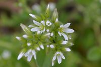 Daisy Bush - The Block Sanctuary Berringa 