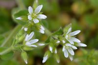 Daisy Bush - The Block Sanctuary Berringa 