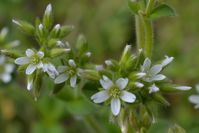 Daisy Bush - The Block Sanctuary Berringa 